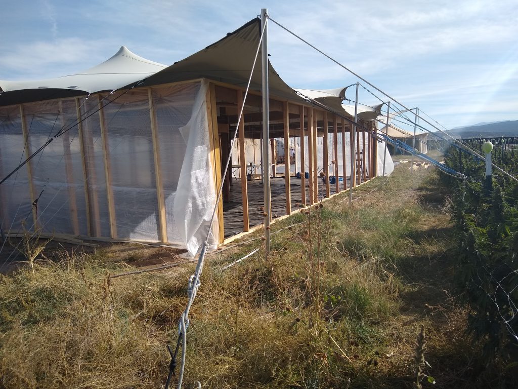 Cannabis-plant-drying-room-temporary Building tented dry camps for Cannabis