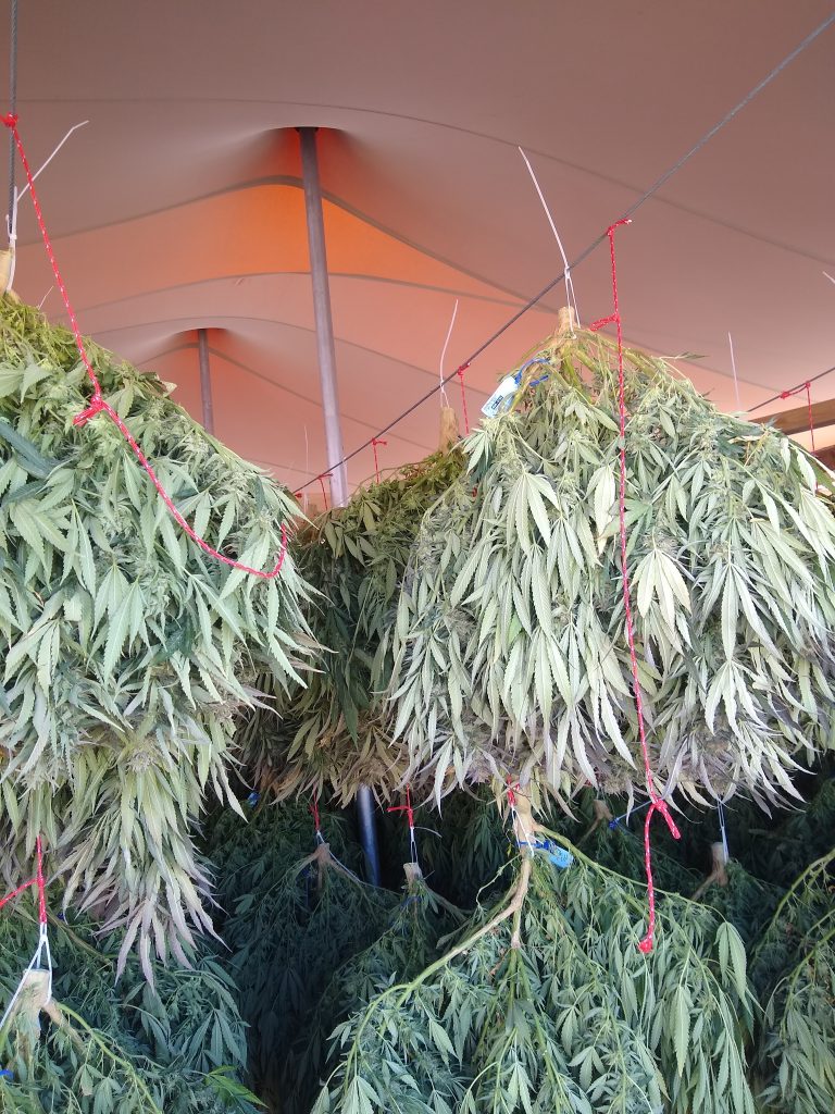 Cannabis-plants-hanging-in-drying-tent Cannabis plants drying under tent
