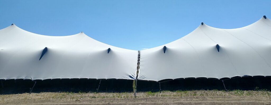 Two platinum stretch tents linked